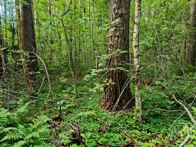 Вырица пос.