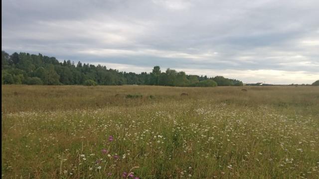 Ленинградская область, Греблово дер.