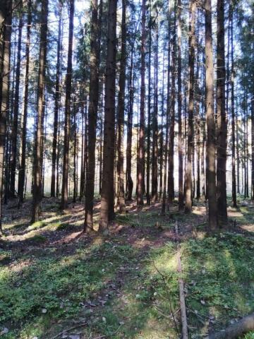 Ленинградская область, Всеволожск г.