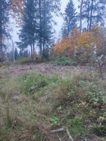 Ленинградская область, Вартемяги дер.