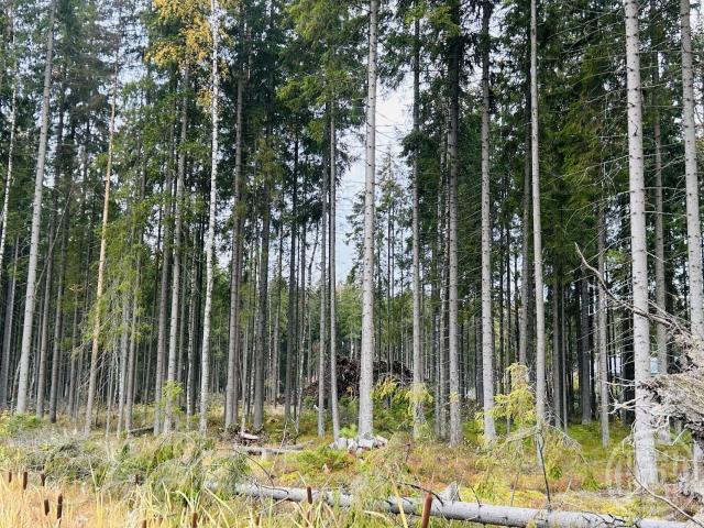 Сертолово г., Медное озеро 3 днп