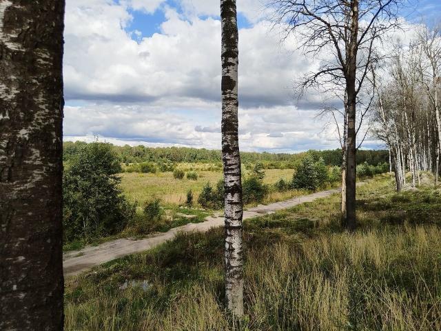 Ленинградская область, Новосаратовка дер.