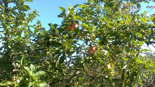 Наволок дер.