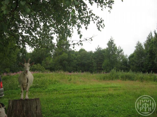 Витово дер.