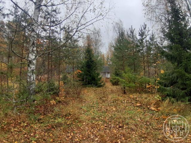 Новая Деревня пос.