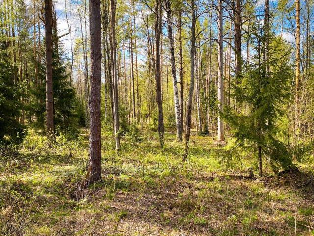 Ленинградская область, Белкино КП