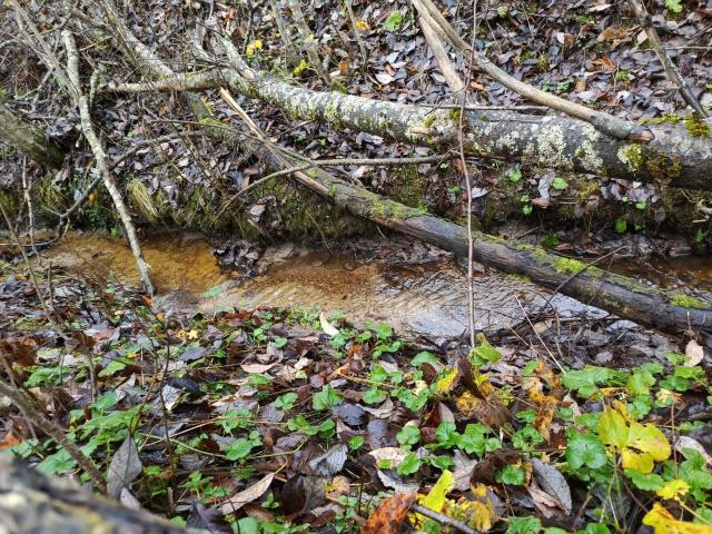 Ленинградская область, Гречухино пос.