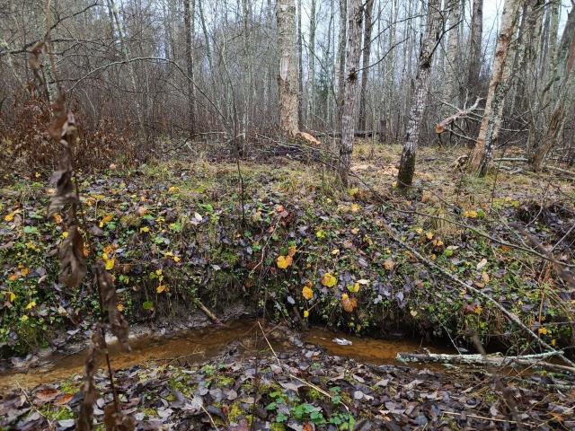 Ленинградская область, Гречухино пос.