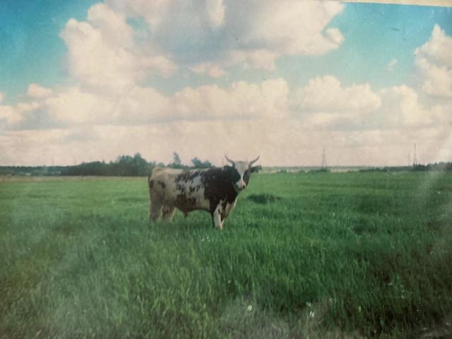 Ленинградская область, Речников пос.