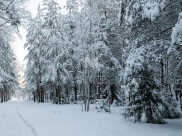 Мшинская массив, 385