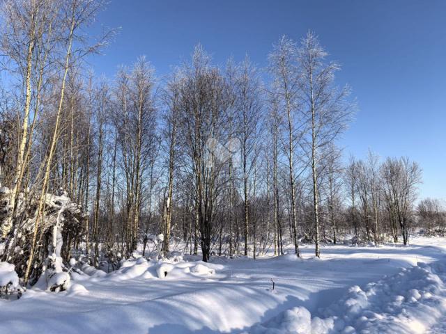 Мшинская массив