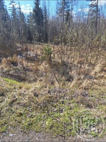 Ройка массив