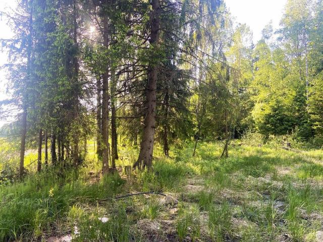 Ленинградская область, Новинка дер., -