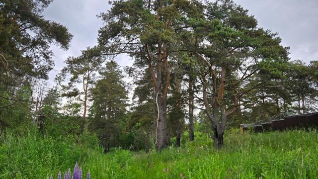 Ленинградская область, Ленинское пос.