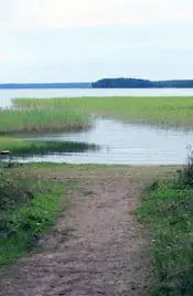 Подавляющее большинство озерных берегов в нашем регионе являют собой заболоченные территории