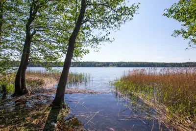 Озеро Череменецкое находится примерно в 10-15 минутах ходьбы от поселка