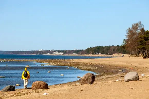 Весной пляжи Комарово еще пустынны, но летом тут яблоку негде упасть