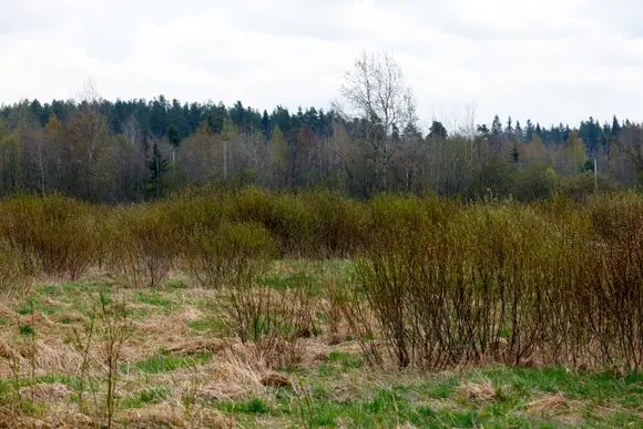 Общая площадь поселка «Арли» велика, только первая очередь занимает 14 га Общая площадь поселка «Арли» велика, только первая очередь занимает 14 га