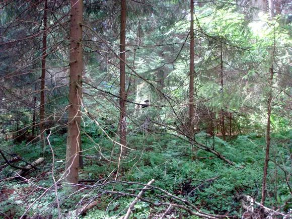 Еловый лес на участке для нового зоопарка в Юкках Ленинградской области