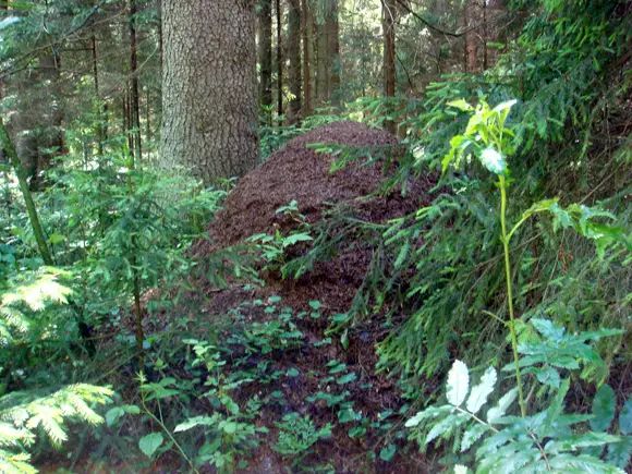 Эксперты считают нецелесообразным вырубку деревьев в Юкковском лесу для строительства нового зоопарка
