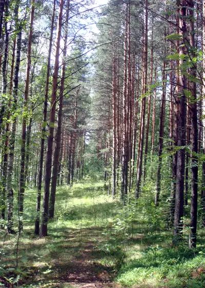 Участок под новый зоопарк в поселке Солнечное Курортного района