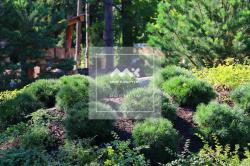 1-к апартаменты, Зеленогорск г., Приморское ш., 570 за 25 401 тыс.р.