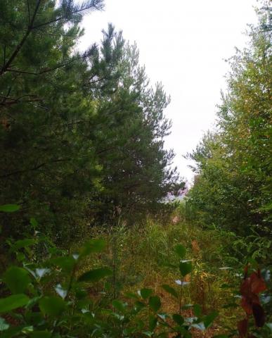 Проба массив, Солнечное, 1-я линия, д 41