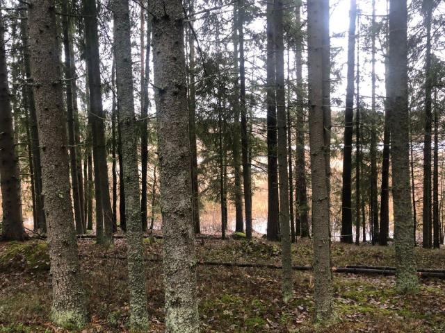 Селезнево пос., Центральный снт.