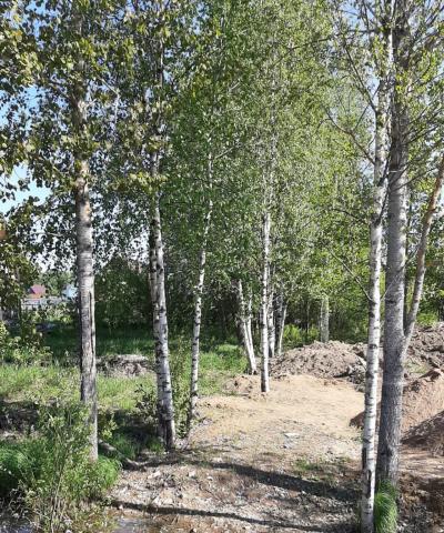 Кискелово массив, Арли тсн