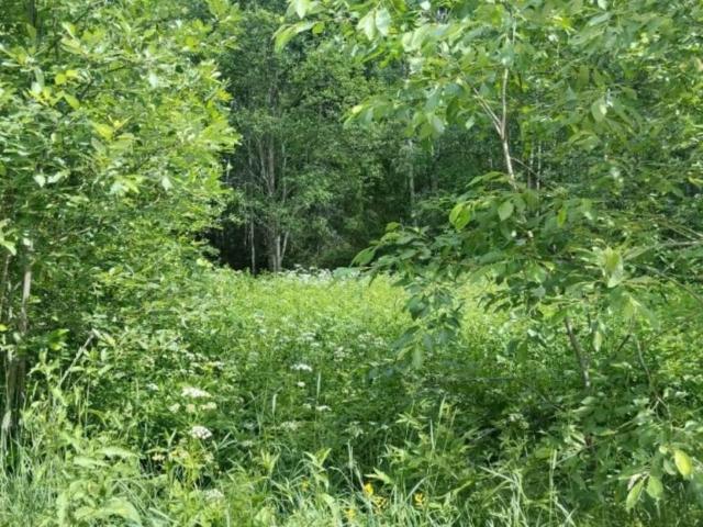 Боровое пос.