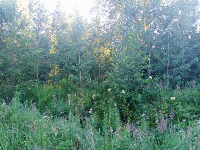 Всеволожск г., Мужества ул.