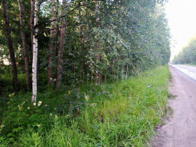 Старая Пустошь дер.