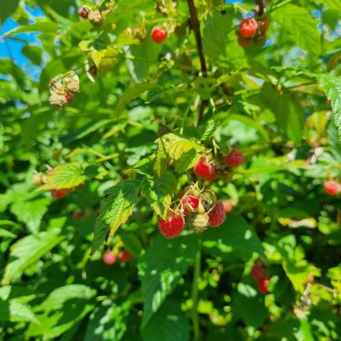 Ленинградская область, Ягодное КП