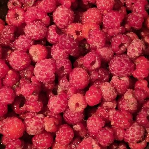 Ленинградская область, Ягодное КП