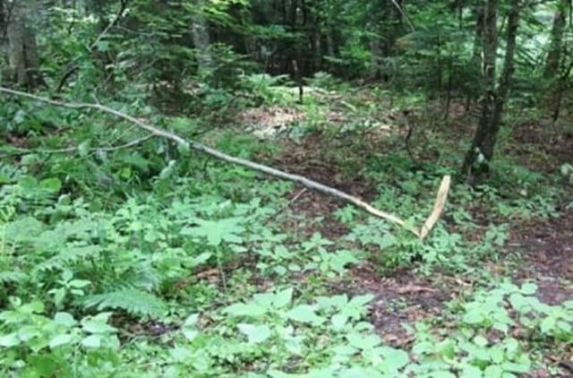 Щеглово дер., Рябиновая ул.