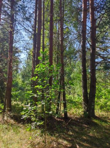 Коваши дер.