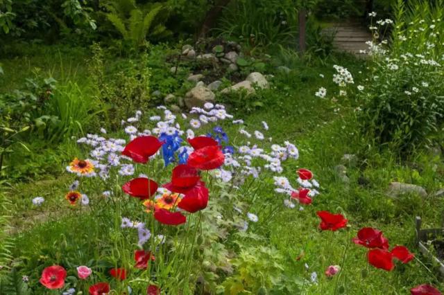 Ленинградская область, Мшинская массив, Березка СНТ, 127