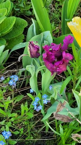 Ленинградская область, Мшинская массив, НПО ВНИИМ имени Д.И. Менделеева СНТ, 199