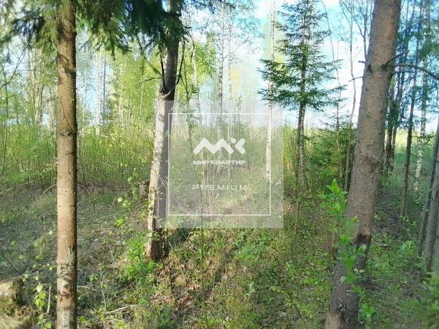 Всеволожск г., Новая ул., 31