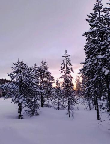 Ленинградская область, Громово пос.