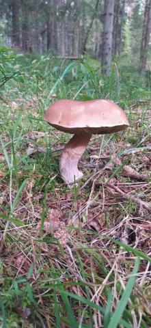 Ленинградская область, Новое Токсово массив, Юбилейное СНТ, 220