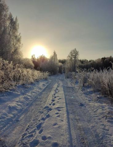 Ленинградская область, Смердыня урочище, 78/1