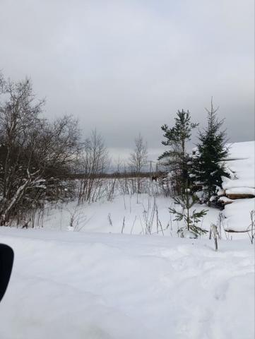Ленинградская область, Андрианово дер.