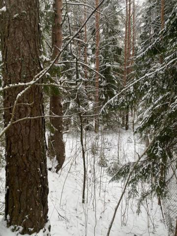 Ленинградская область, Токсово пос., Кольцевая ул., 6