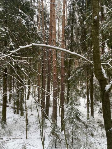 Ленинградская область, Токсово пос., Кольцевая ул., 6Б
