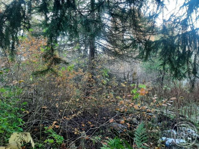 Серово пос., Линдуловская дорога