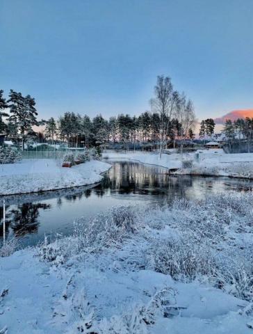 Ленинградская область, Репинские дачи КП