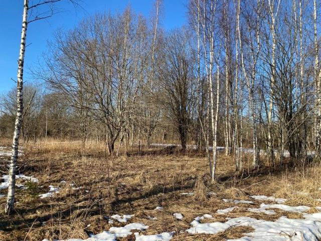 Ленинградская область, Шадырицы дер., 10