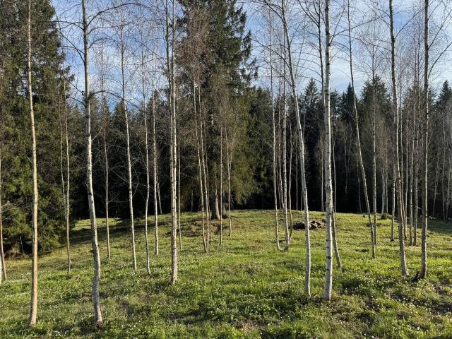 Ленинградская область, Сопки пос.