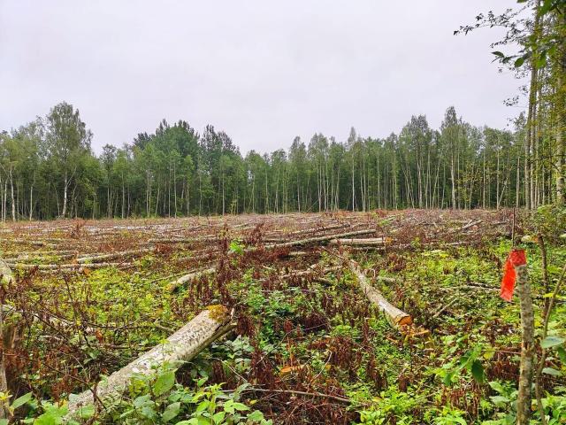 Ленинградская область, Извоз дер.